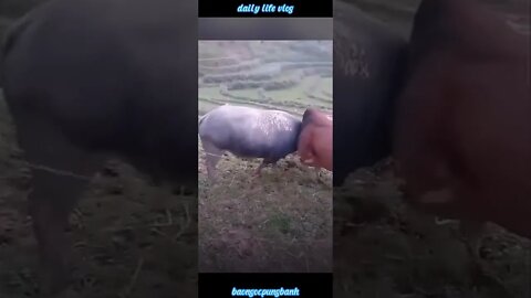 Oh my god the buffalo and the cow fight each other