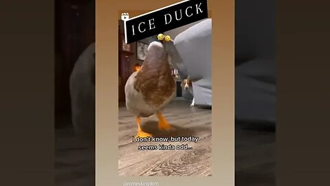 ICE DUCK.. GANGSTA
