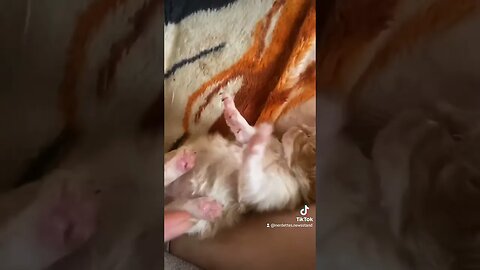 Meow Meow