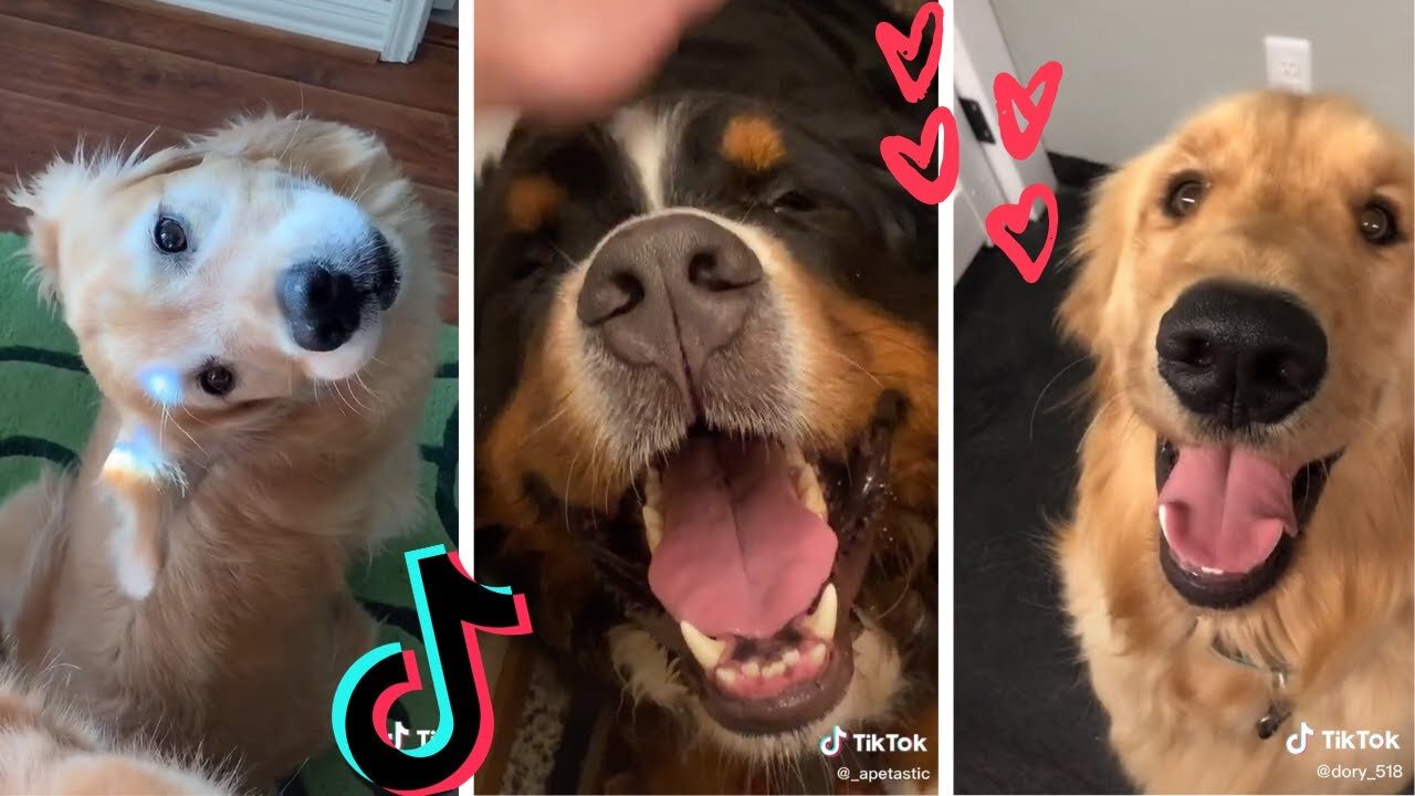HAPPIEST DOG IN THE WORLD 🐕