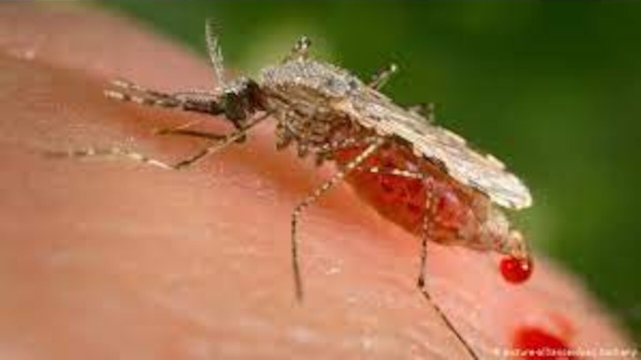 mosquito | Description, Life Cycle, & Facts | Britannica