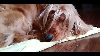 #dogshow , #animals , #dogs