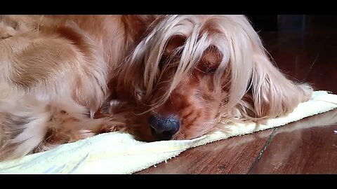 #dogshow , #animals , #dogs