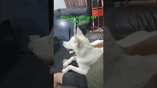 When the Shusky takes up the whole couch