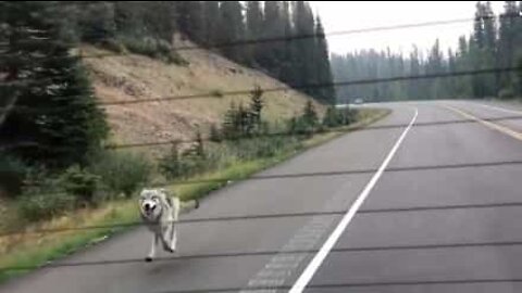 Un lupo insegue una famiglia in auto!