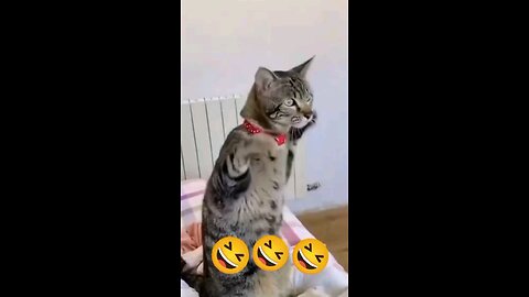 funny video