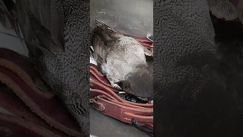 Well that's a wrap for the 2022 layout season here on lake Erie's western basin! 1 Drake Bill today.