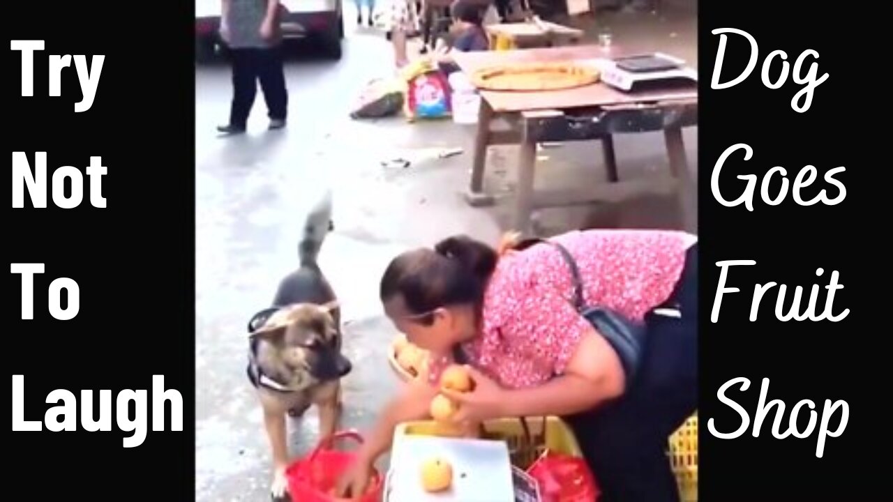 Funny Dogs - Try Not To Laugh - Dog Goes Shopping