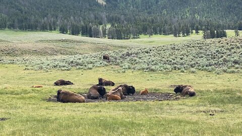 Yellowstone Bidon