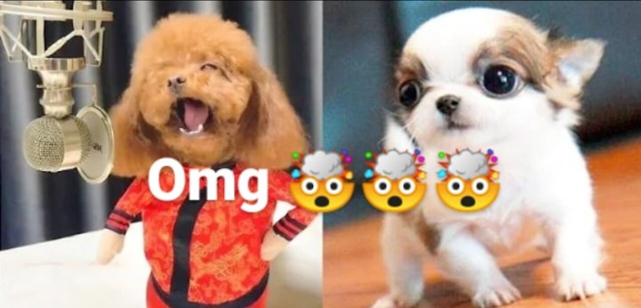 Cachorro cantando y hablando como humano 🤯🤯🤯🤯🤯🤯🤯