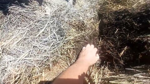 Apple tree with no water June, 30, 2022