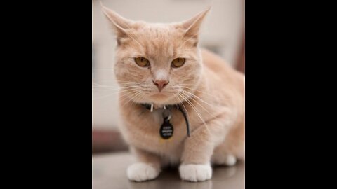 Cute cat Funny Videos 😍