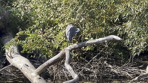 Toronto Centre island Great Blue Heron