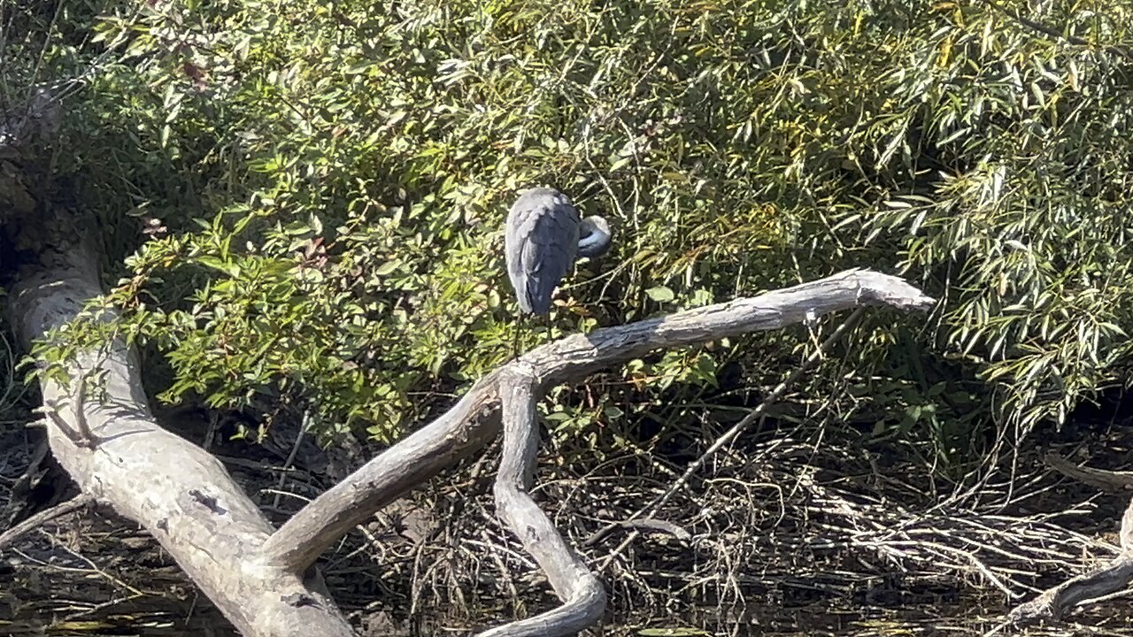 Toronto Centre island Great Blue Heron