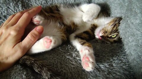 Little Cat Covers His Eyes With a Paw