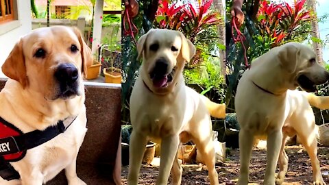 Funny dog new video 2021 || BIG DOG