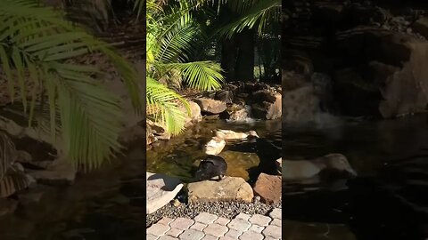Duck Pond Dance! #duckpond #duck #ducks #ducksswimminginpond #shorts