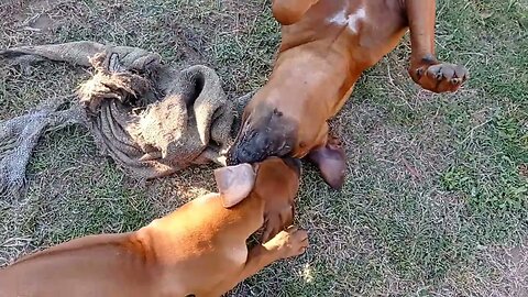 Rhodesian Ridgeback Dog & Pup Practice Their Fang Work