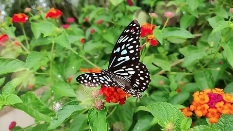I'M GRATEFUL FOR A PLEASANT DAY 15 Minutes Morning Gratitude Meditation Music