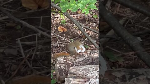 Squirrel eating a Mushroom like he’s Mario 🍄