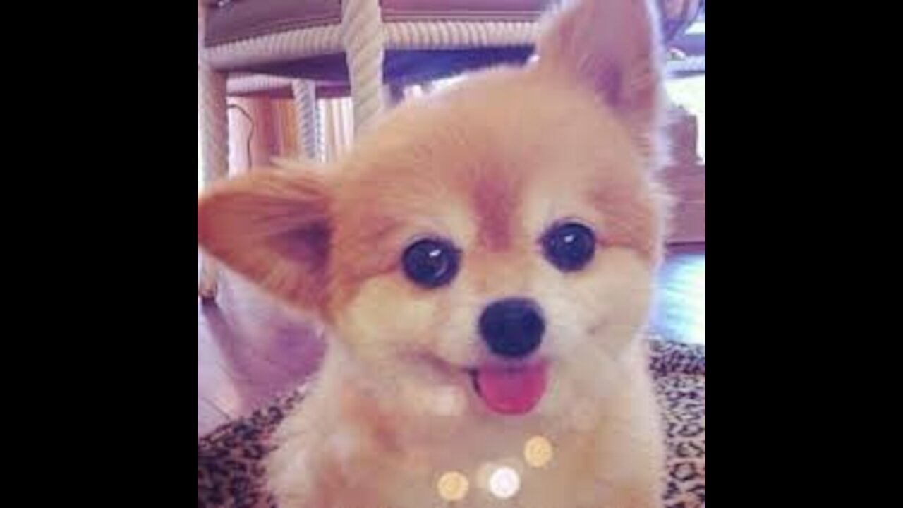 💗Cute And Funny Pets - Try Not To Laugh To These Pets Compilation #7💗 Cutest Lands