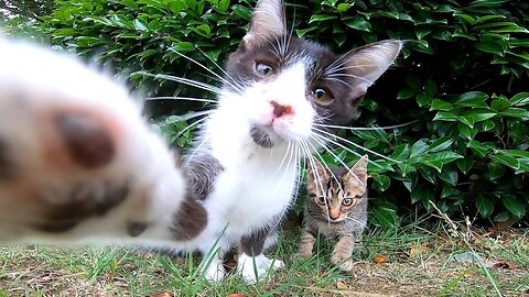 Stray kittens looking intimidated at first gradually became friendly