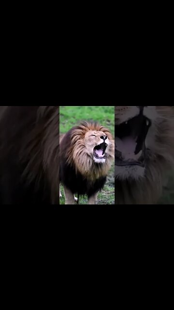 That's how a Lion Real roars🦁#Shorts #ytshorts #UbertainmentFun #Dogs #Animals #Fun