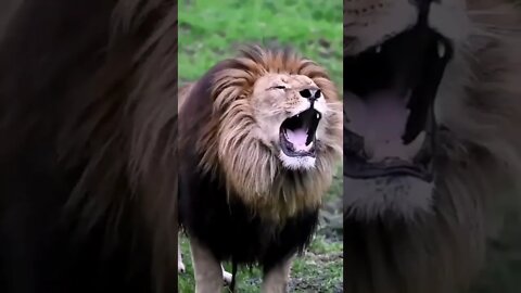 That's how a Lion Real roars🦁#Shorts #ytshorts #UbertainmentFun #Dogs #Animals #Fun