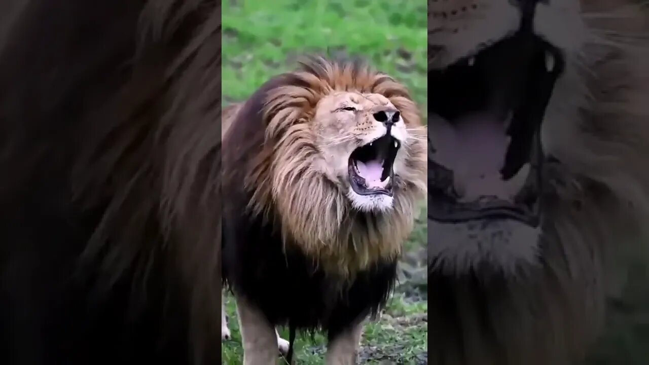That's how a Lion Real roars🦁#Shorts #ytshorts #UbertainmentFun #Dogs #Animals #Fun