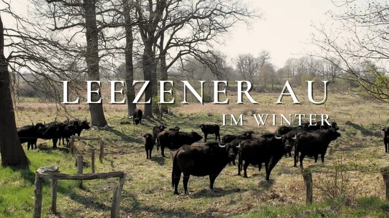 Solohiking around lake Moezen See and the meadowland "Leezener Au" in Winter | A Silent Hiking Film