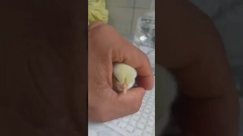 OLHA O QUE VAI SAIR DE MINHA MÃO 😯