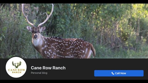 Hunting Axis deer at Cane Row Ranch
