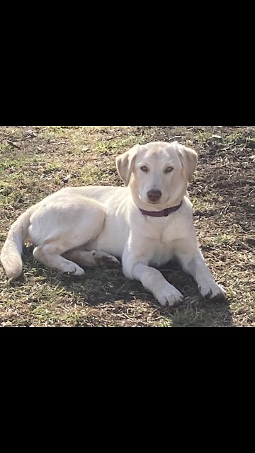 Labrador VS Guard Dog ,🔥 Attitude Dogs