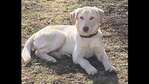 Labrador VS Guard Dog ,🔥 Attitude Dogs