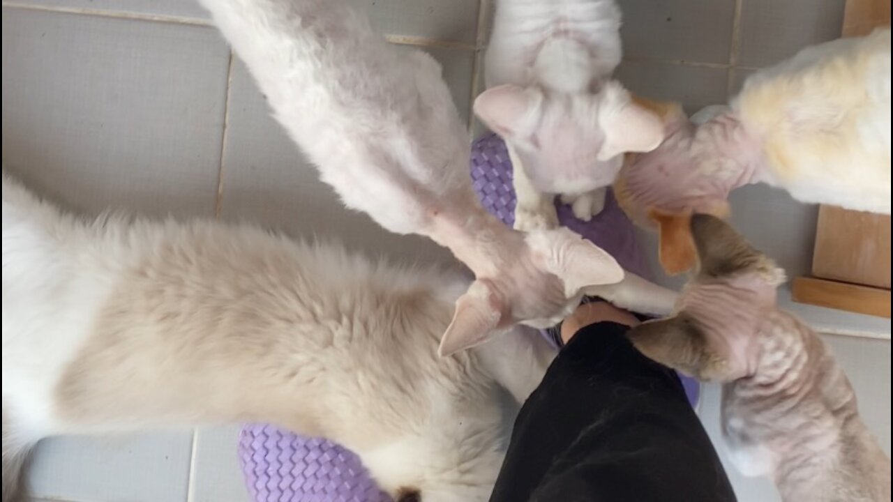 All cats are gathered in naebal dropping ruined my shoes