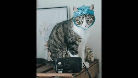 Cat mobile phone touch