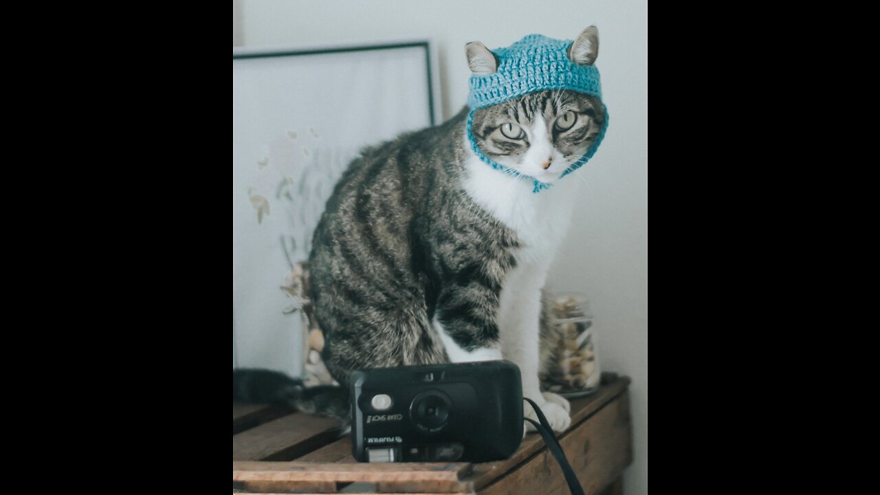 Cat mobile phone touch