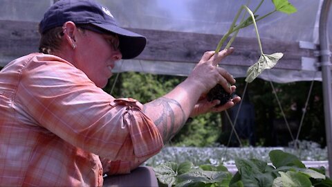 Cover Crops Grow In Popularity, But Not Everyone Can Afford Them