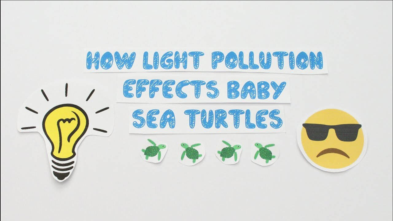 How Light Pollution Effects Baby Sea Turtles