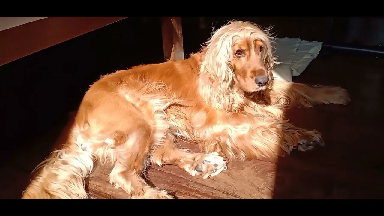 #dogshow , #animals , #dogs