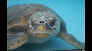 Gumbo Limbo Nature Center