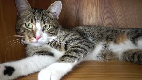 Cute Little Cat Sleeps on a Shelf