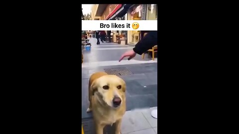 Do it again !! #funnydog