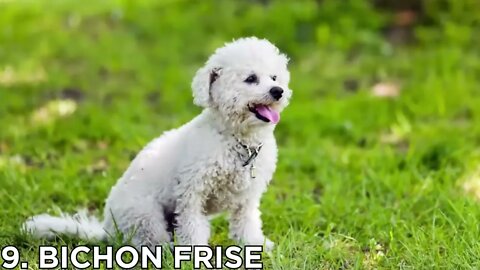 Top 10 Dog Breeds That Don't shed or smell