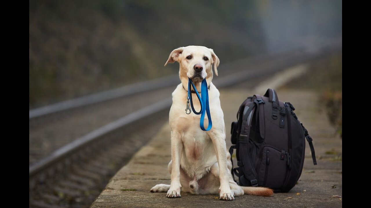 I Made A Train For My Dogs