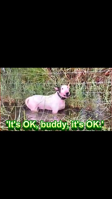 Hurricane Milton's Most Heartbreaking Image: Cruel Florida Owners Abandon Dog Chained to Fence