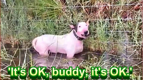 Hurricane Milton's Most Heartbreaking Image: Cruel Florida Owners Abandon Dog Chained to Fence