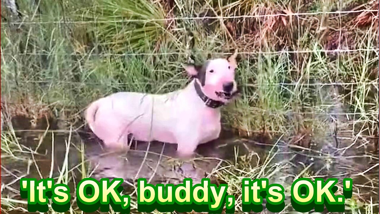 Hurricane Milton's Most Heartbreaking Image: Cruel Florida Owners Abandon Dog Chained to Fence