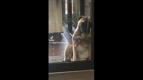 Who needs a window cleaner