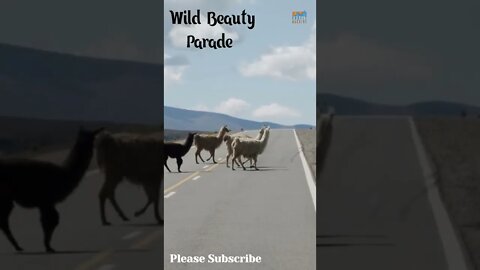 #wildbeauty Slow Walk #shorts